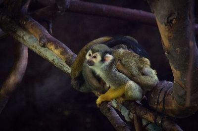 Close-up of monkeys sitting on branch