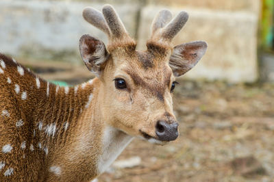 Close-up of deer