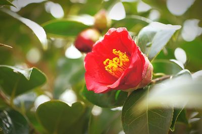 Close-up of red flower blooming outdoors