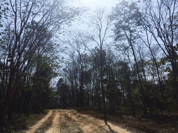 Empty road along trees