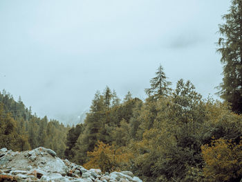 Trees in forest against sky during winter