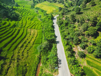 High angle view of agricultural field