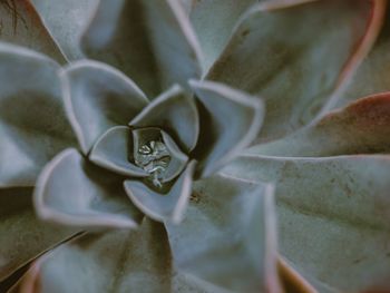 Full frame shot of succulent plant