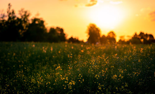 Plants growing on field against sky during sunset