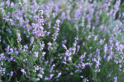 Close-up of purple flowering plants on field