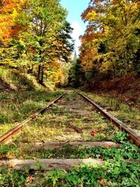 Railroad track in forest