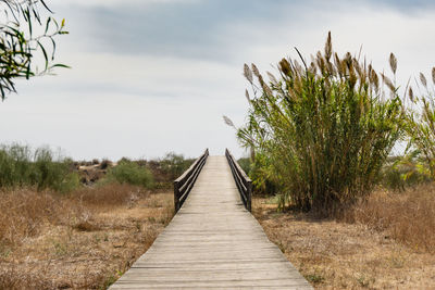 Boardwalk amidst plants and trees against sky
