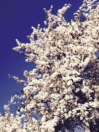 Low angle view of flowers