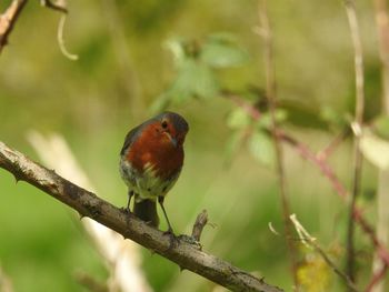 Close-up of bird perching on tree