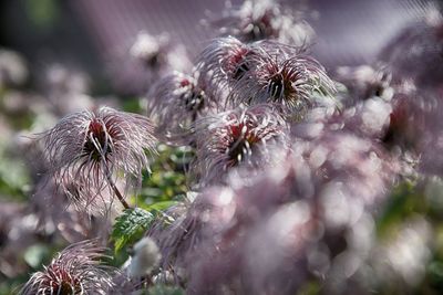 Close-up of wildflowers