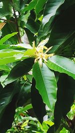 Close-up of insect on plant