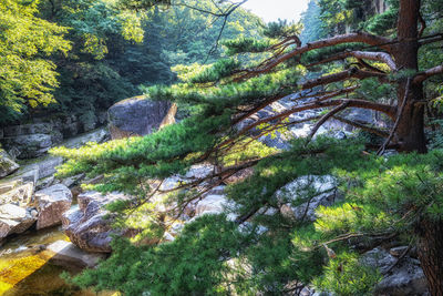 Scenic view of waterfall in forest