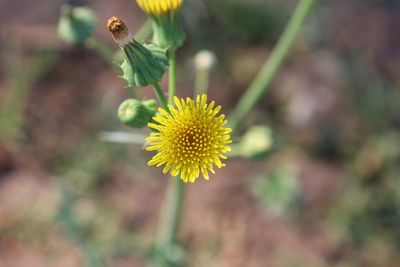 Yellow flowering plant