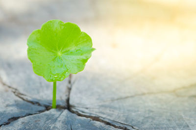 Close-up of fresh green leaf