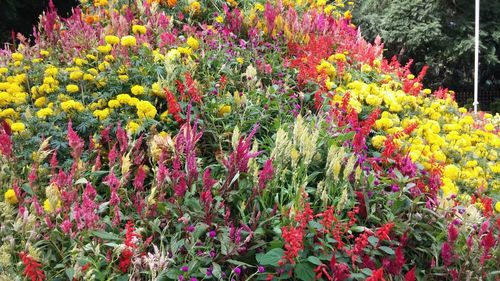 Colorful flowers in garden