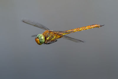 Close-up of insect against white background