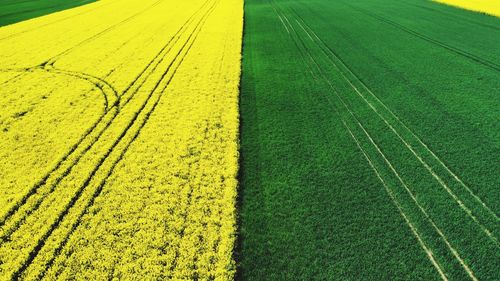 High angle view of agricultural field