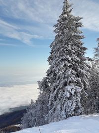 Trees against sky during winter