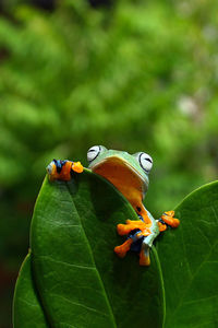 Close-up of frog on plant