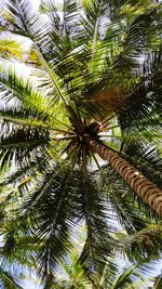 Low angle view of palm tree against sky