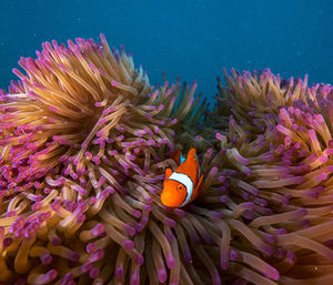 View of fish swimming in sea