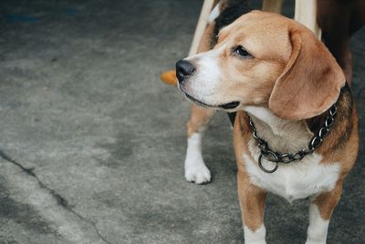 Close-up of dog