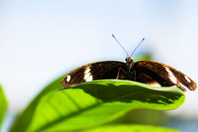 Close-up of butterfly on leaf