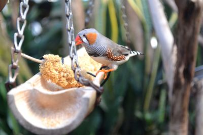 Close-up of bird perching on a feeder