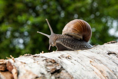 Close-up of snail on a tree