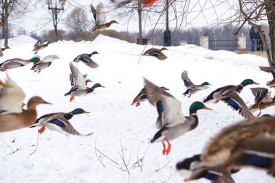 Flock of birds