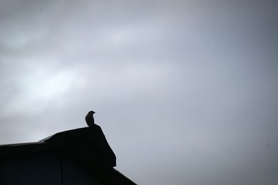 Low angle view of birds perching on built structure