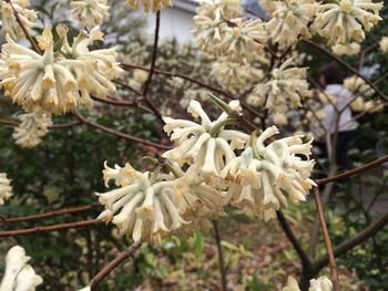 Close-up of white flowers