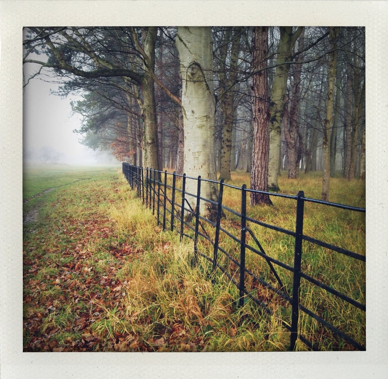 tree, fence, transfer print, grass, field, auto post production filter, tranquility, growth, nature, landscape, tranquil scene, bare tree, protection, day, grassy, no people, outdoors, safety, railing, branch