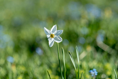 Close-up of white flowering plant on field