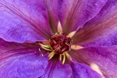 Close-up of purple flowering plant