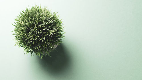 Close-up of potted plant against white background