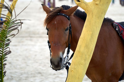 Close-up of horse in ranch