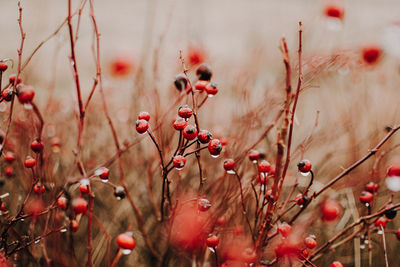 Close-up of red flowering plants on field