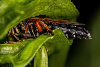 Close-up of insect on plant