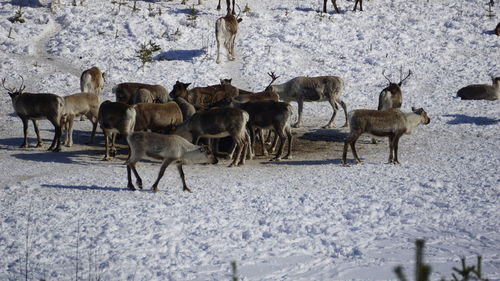 Herd of deer on snow covered field