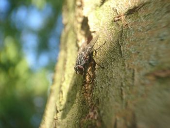Close-up of insect on leaf