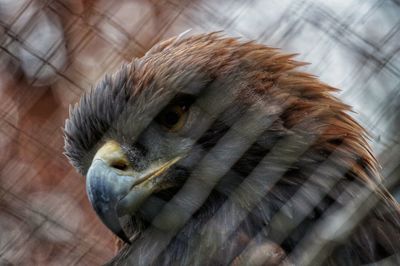 Close-up portrait of owl