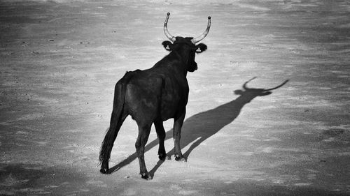 Deer standing in a horse