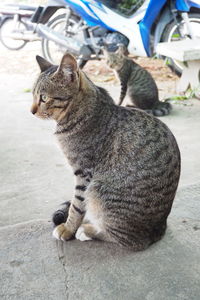Cat sitting outdoors