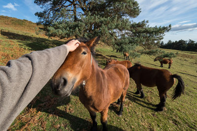 Horses in a field