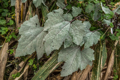 leaf