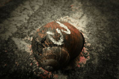 Close-up of snail