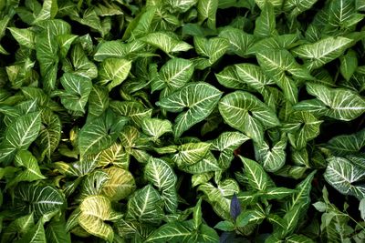 Full frame shot of green leaves