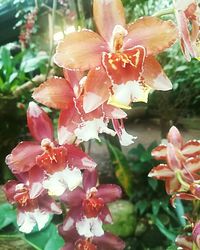 Close-up of flowers blooming outdoors