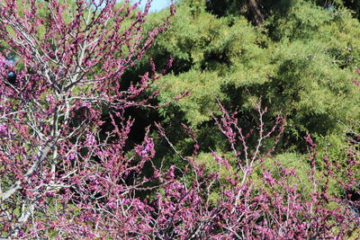 Pink flowering plant in forest